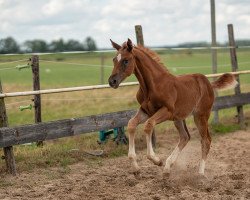 jumper Eleanne (Oldenburg show jumper, 2023, from Esmeraldo FM)