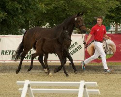 broodmare Raphaela (Westphalian, 1998, from Raphael)