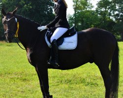 dressage horse Douglas 226 (Württemberger, 2007, from Dr. Jackson D)