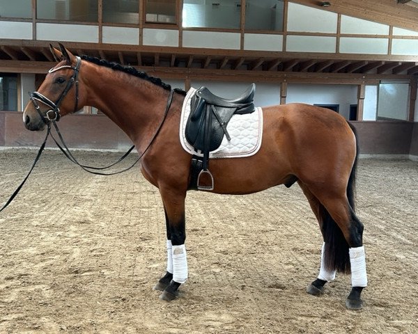 dressage horse Fraser River G (Hanoverian, 2020, from Fürsten-Look)