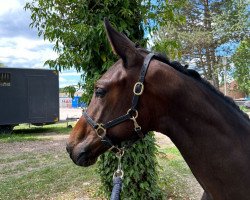 jumper Di' Amor (Austrian Warmblood, 2023, from Quel Homme de Hus)