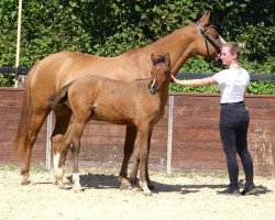 dressage horse Caitlyn (German Riding Pony, 2023, from Cassini)