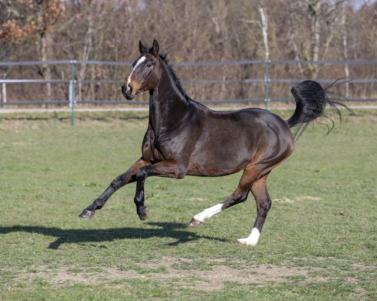 jumper Luke the Spook (Hanoverian, 2008, from Lauries Crusador xx)