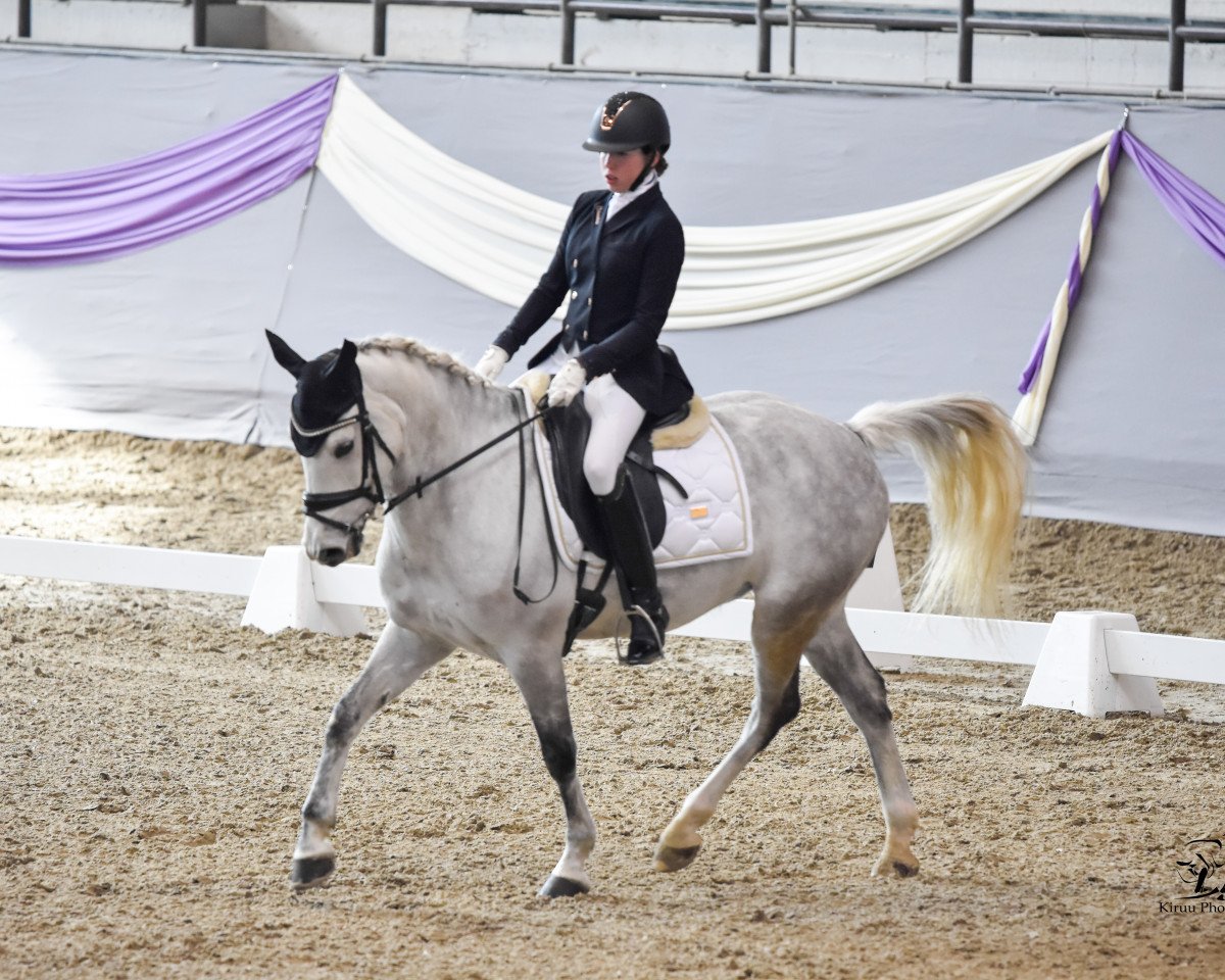 Pferd Brenjenhofs Luca (unbekannt, 2014, von Tongerenhof Peridoot)