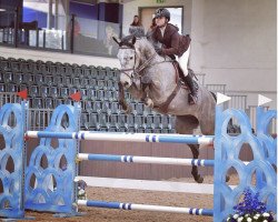 jumper Q-Diamant van't Gelutt (Belgian Warmblood, 2016, from Diamant de Semilly)