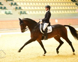 broodmare Donna Romana W (Austrian Warmblood, 2006, from Santander H)