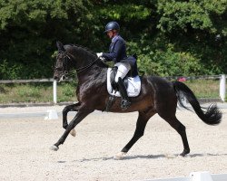 dressage horse Davvero 3 (Württemberger, 2011, from Birkhofs Denario)