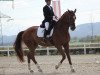 dressage horse World Man B (Austrian Warmblood, 2006, from World of Dreams)