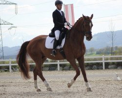 dressage horse World Man B (Austrian Warmblood, 2006, from World of Dreams)