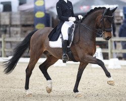 dressage horse Intendro A van de Nachtegaele (Belgian Warmblood, 2008, from Contendro I)