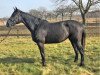 horse Catania RD (Hanoverian, 2018, from VDL Cardento 933)