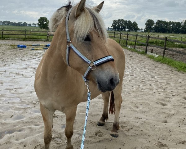 Zuchtstute Rosalie (Fjordpferd, 2018, von Ragnar)