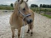 broodmare Rosalie (Fjord Horse, 2018, from Ragnar)