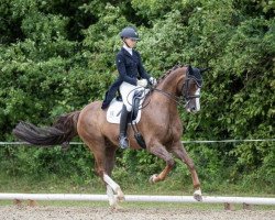 dressage horse Diego 431 (Bavarian, 2008, from Don Diamond)