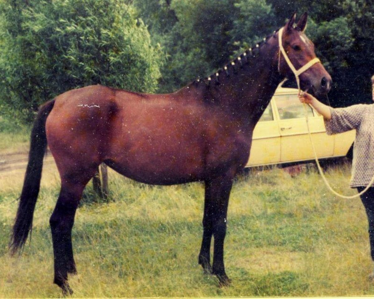 Zuchtstute Minerva (Hannoveraner,  , von Mahagoni)