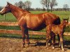 broodmare Aphrodite (Hanoverian, 1969, from Absatz)