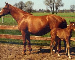 broodmare Aphrodite (Hanoverian, 1969, from Absatz)