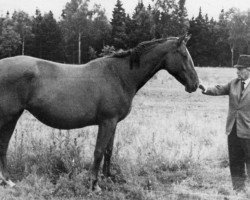 broodmare Huelse (Hanoverian, 1957, from Humboldt)