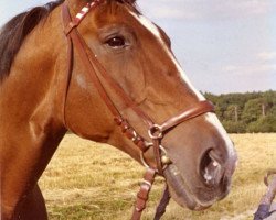 broodmare Farngräfin (Hanoverian, 1950, from Farina)