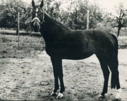 broodmare Fuchskette (Hanoverian, 1945, from Futurist I)