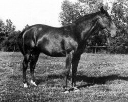 broodmare Filmrose (Hanoverian, 1941, from Filmkoenig)