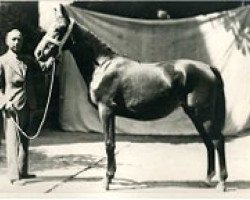 broodmare Teichrose (Hanoverian, 1930, from Thronerbe)