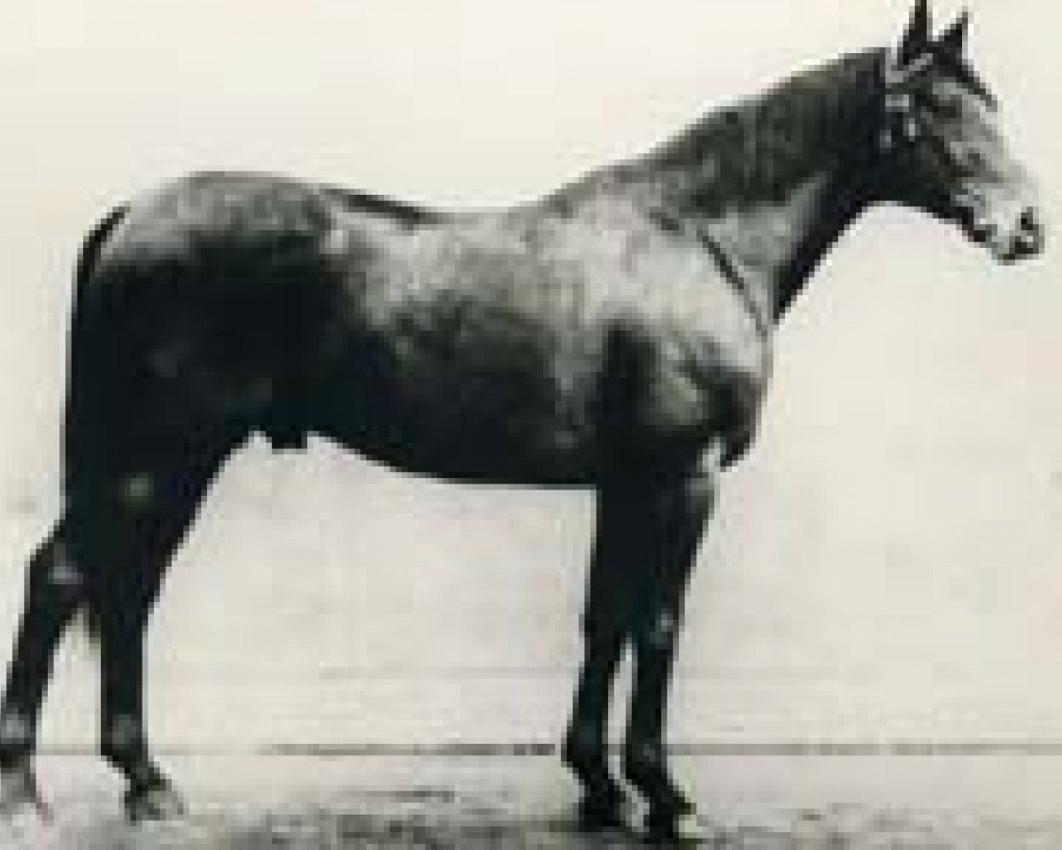 stallion Thronerbe (Hanoverian, 1923, from Coelestin)