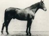 stallion Thronerbe (Hanoverian, 1923, from Coelestin)