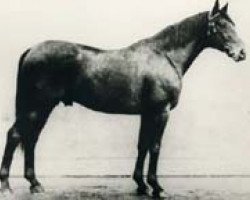 stallion Thronerbe (Hanoverian, 1923, from Coelestin)