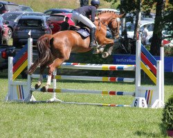 jumper Lotta F (German Sport Horse, 2007, from Lord Altmark)