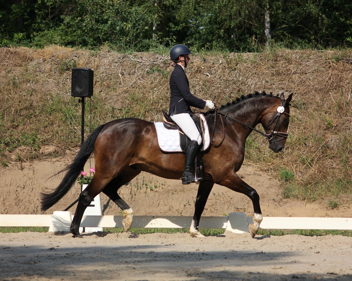 dressage horse Scelto Classico (Hanoverian, 2014, from Scuderia)