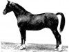 stallion Hagen (Trakehner, 1929, from Dampfross)