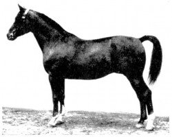 stallion Hagen (Trakehner, 1929, from Dampfross)