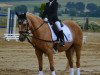 dressage horse Yellow 36 (unknown, 2000)