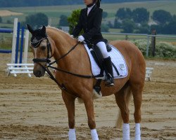 dressage horse Yellow 36 (unknown, 2000)