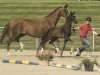 dressage horse Final Dream v.d. Willenburg (Westphalian, 2023, from Franklin)