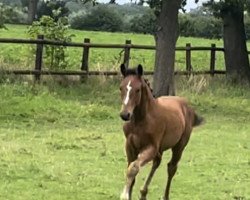 dressage horse Hengst von Schralling / All Music (Westphalian, 2023, from Schralling)