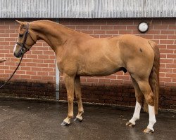 Springpferd Simba de Vinck (Belgisches Warmblut, 2018)