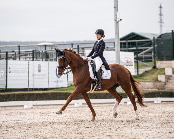 dressage horse Bon Amour B (Bavarian, 2011, from Bvlgari)