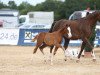 Dressurpferd Mr. Austria (Österreichisches Reitpony, 2023, von FS Mr. Right)