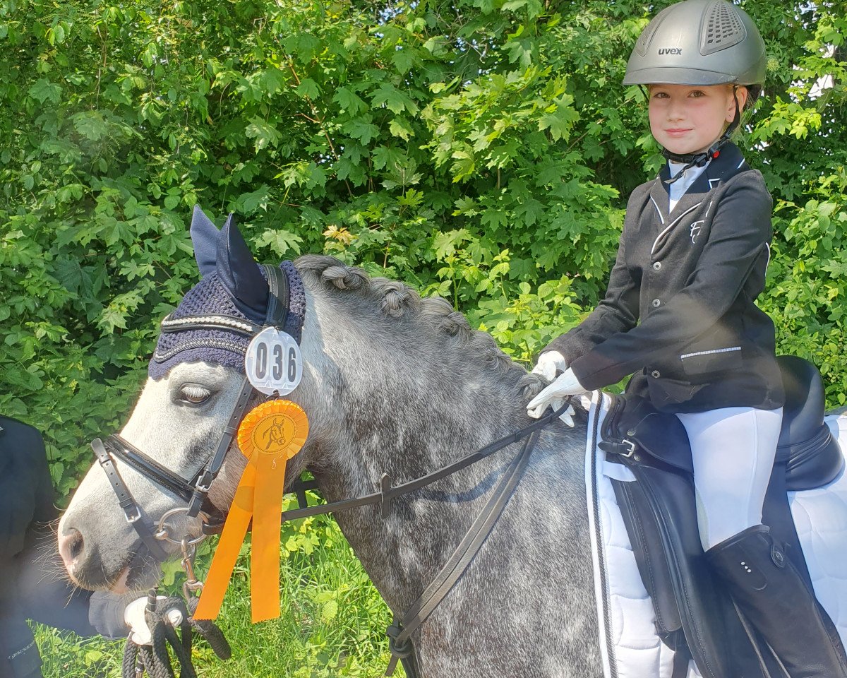 dressage horse Heides Helena's Boy (Welsh mountain pony (SEK.A), 2019, from 't Koetshuis High Legend)