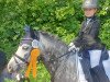 dressage horse Heides Helena's Boy (Welsh mountain pony (SEK.A), 2019, from 't Koetshuis High Legend)