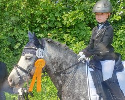 Dressurpferd Heides Helena's Boy (Welsh Mountain Pony (Sek.A), 2019, von 't Koetshuis High Legend)