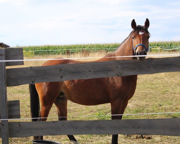 broodmare Very Sweet (German Riding Pony,  , from Odin)