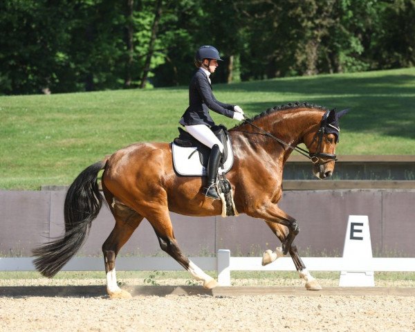 dressage horse Empayer 3 (Westphalian, 2015, from Escolar)