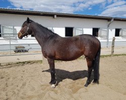 broodmare Belle Amour 3 (Holsteiner, 2009, from Cormint)