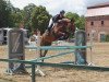 jumper Balou de Su (German Sport Horse, 2007, from Baloubino B)