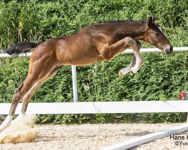 jumper Vico Tangelo Narcos (Austrian Warmblood, 2023, from Vigaro)