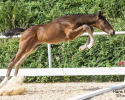 Springpferd Vico Tangelo Narcos (Österreichisches Warmblut, 2023, von Vigaro)