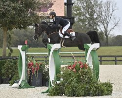 jumper Jazzlyn Wp (KWPN (Royal Dutch Sporthorse), 2014, from Emerald van 't Ruytershof)